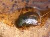 Ilyocoris cimicoides